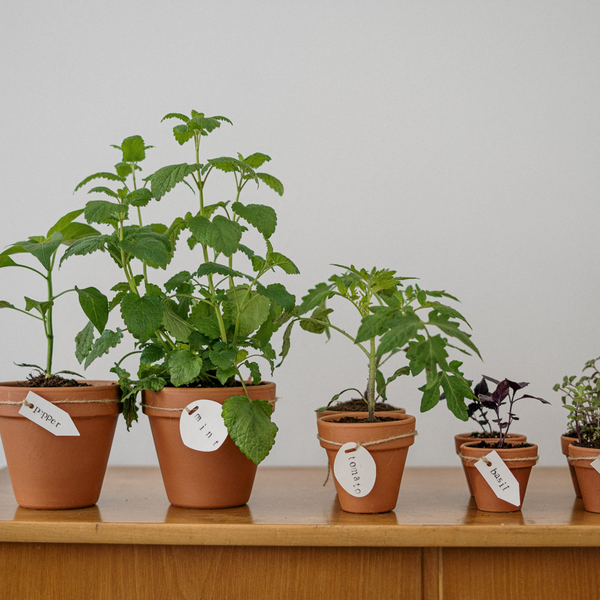Your Guide to Repotting: Why It's Important for Your Houseplant's Health