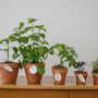 Your Guide to Repotting: Why It's Important for Your Houseplant's Health