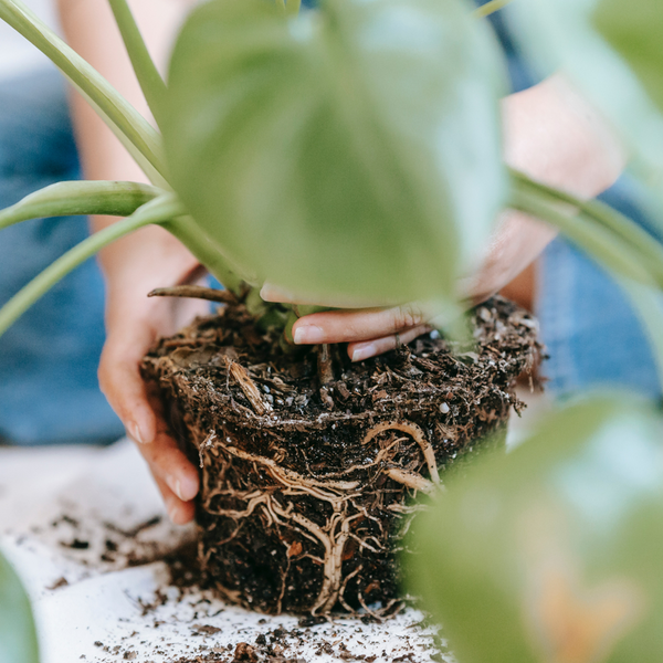 Ways to Get Creative with Plants