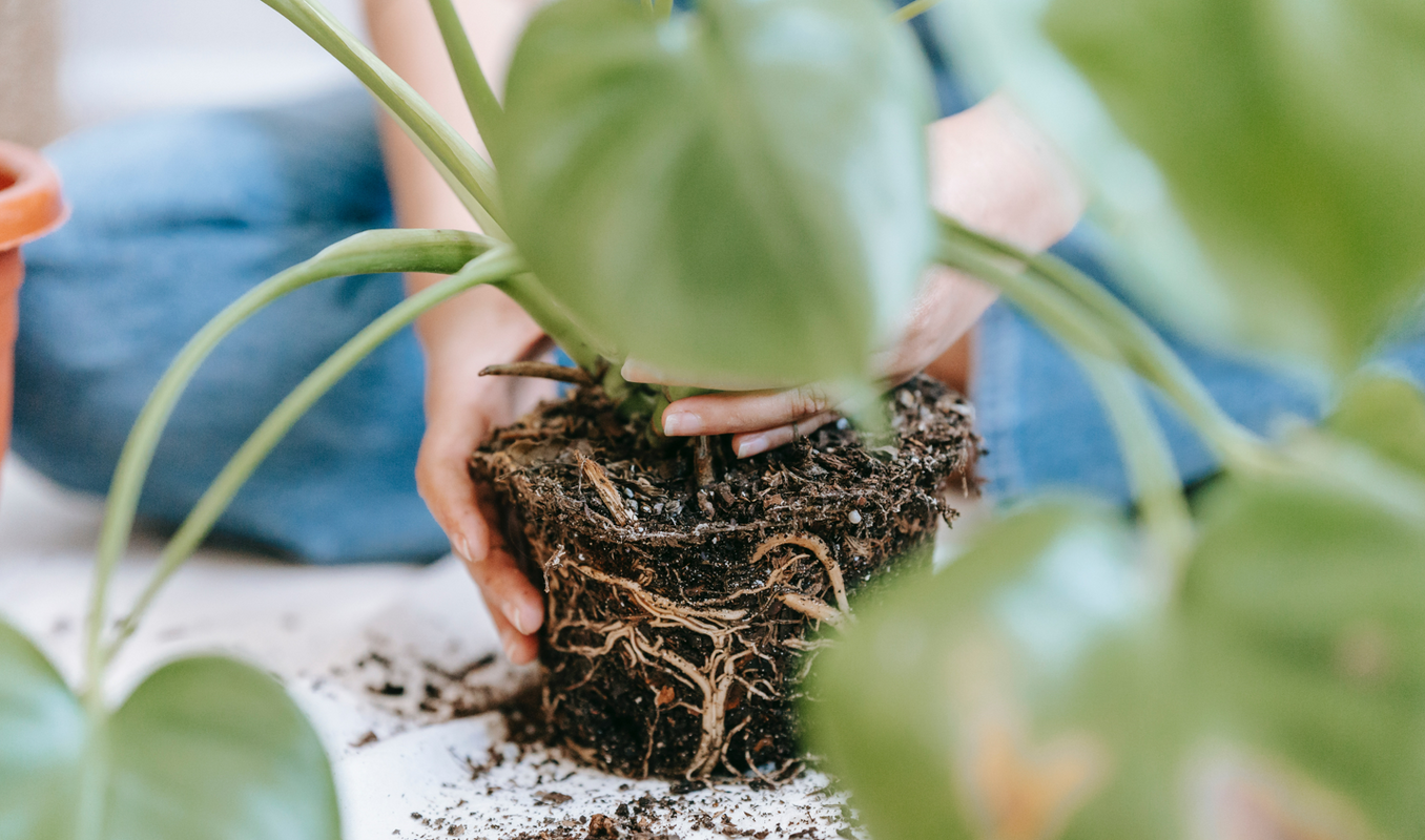 Ways to Get Creative with Plants