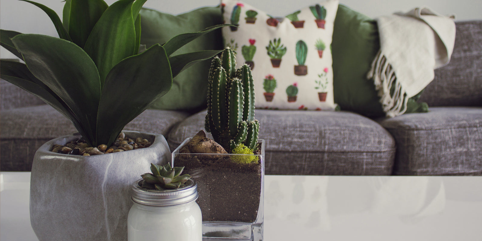 The Ultimate Guide to Choosing The Right Plant for Your Home