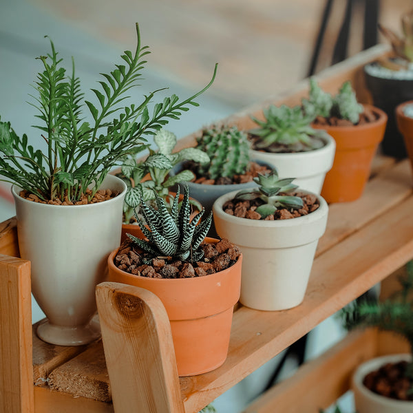 Tips On How To Grow Plants At Home Without Having A Green Thumb
