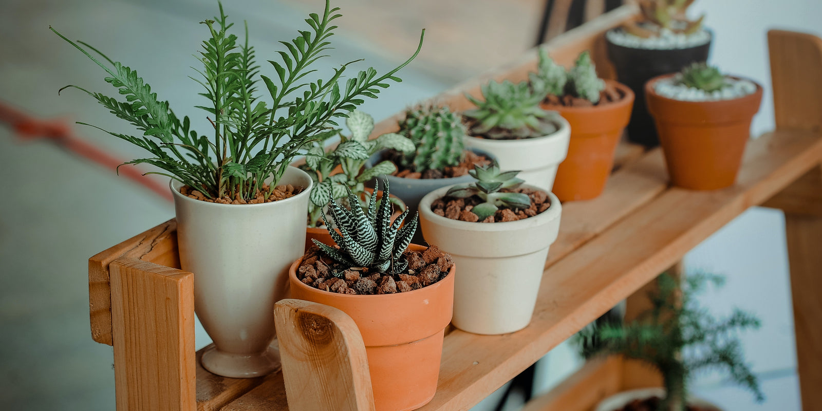 Tips On How To Grow Plants At Home Without Having A Green Thumb