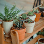 Tips On How To Grow Plants At Home Without Having A Green Thumb