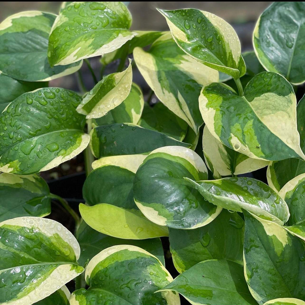 Epipremnum Manjula Mutation Poonsin