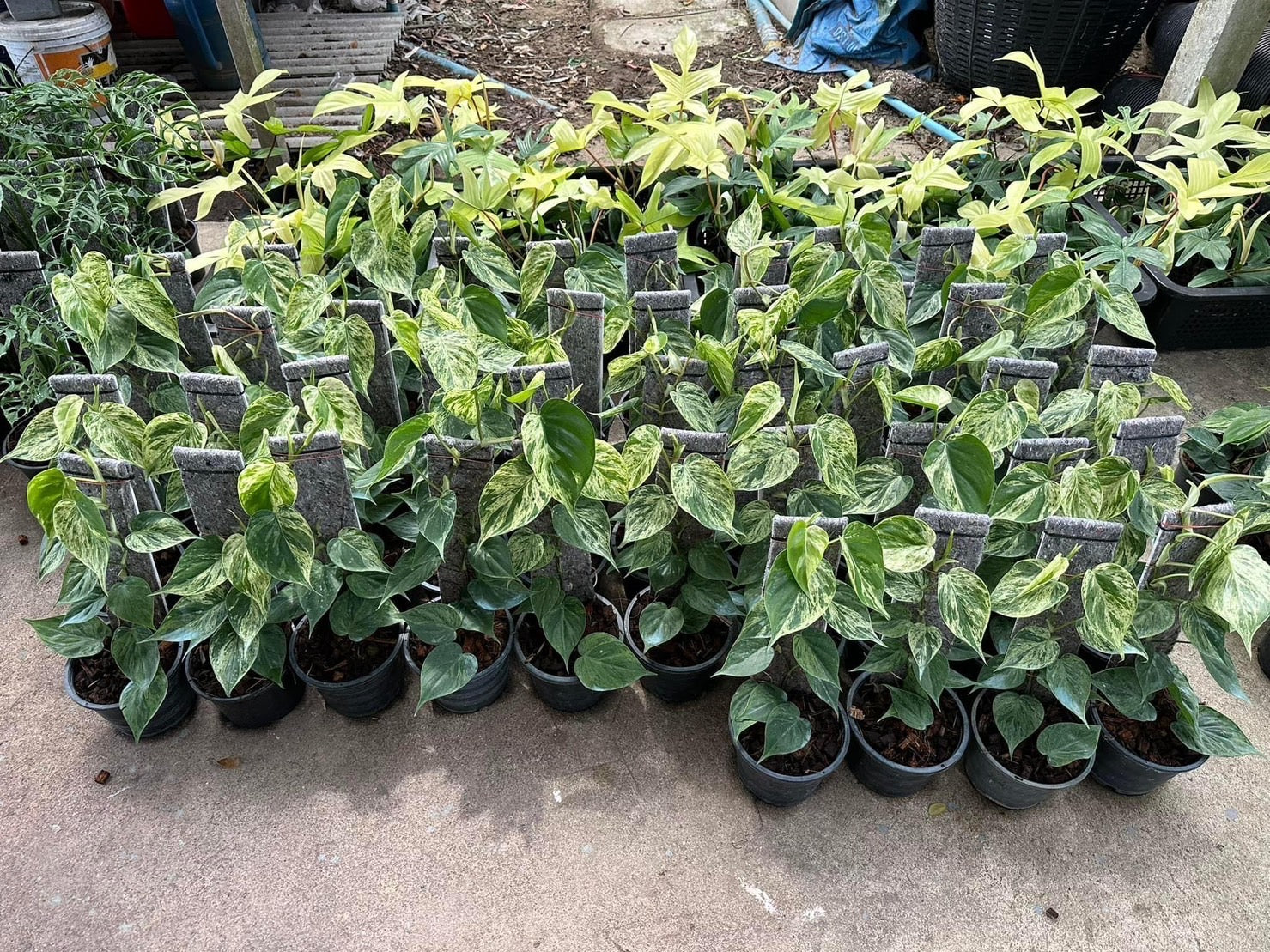 philodendron hederaceum variegated for sale Philodendron - Hederaceum - Variegated