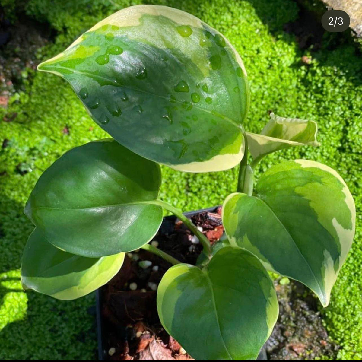 Epipremnum Manjula Mutation Poonsin