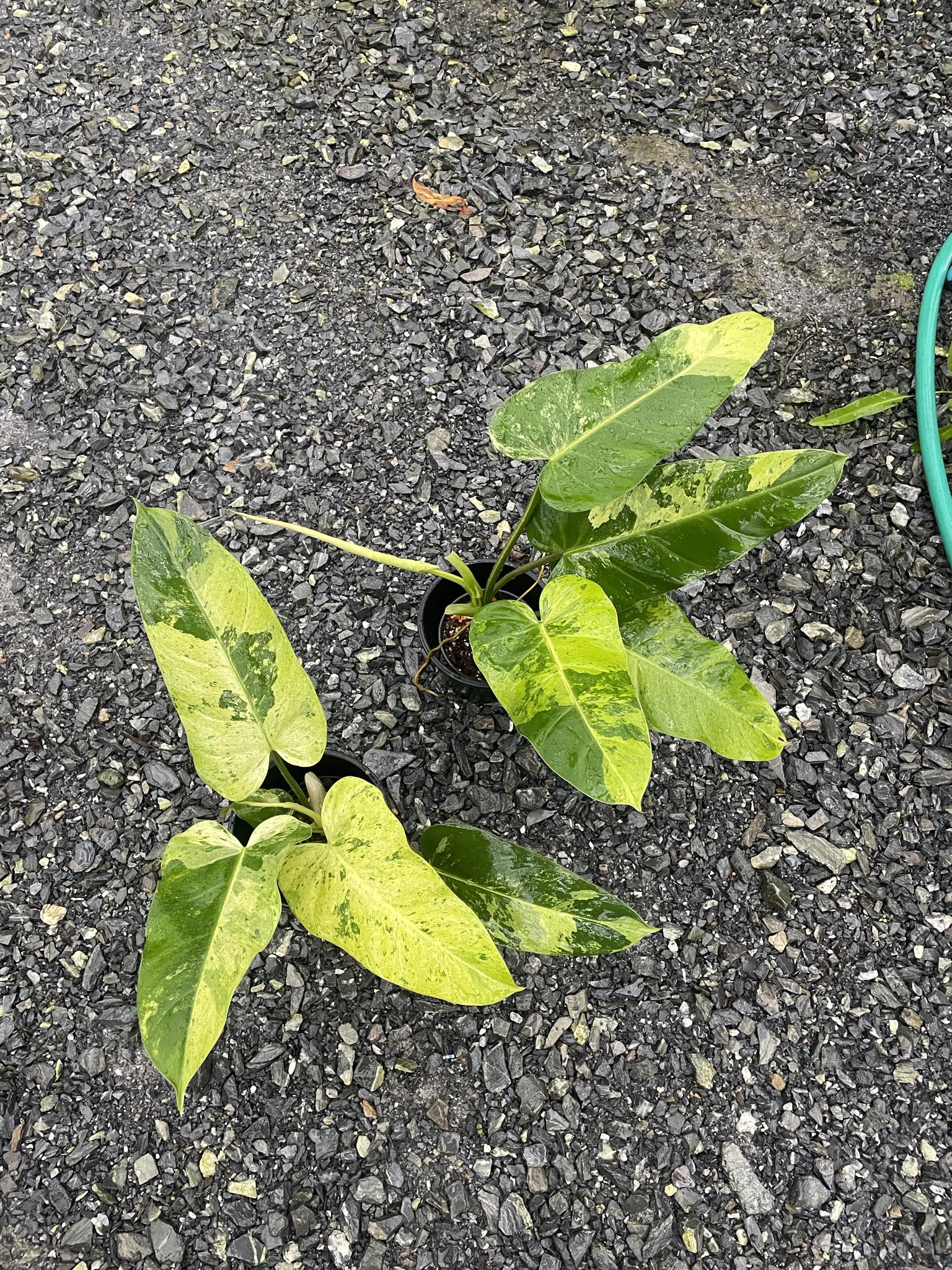variegated philodendron whipple way Philodendron Whipple Way – Toltec Plants
