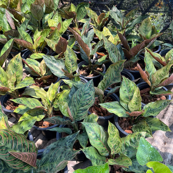 Aglaonema Green Leopard