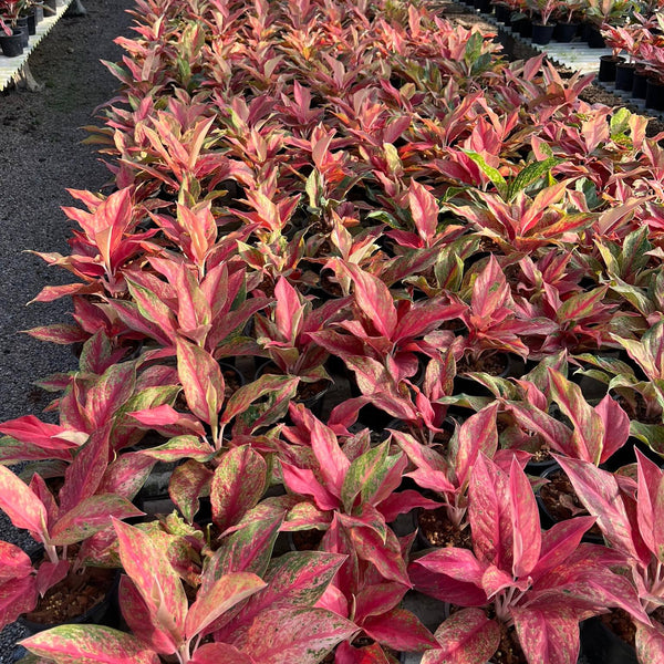 Aglaonema Red Moon