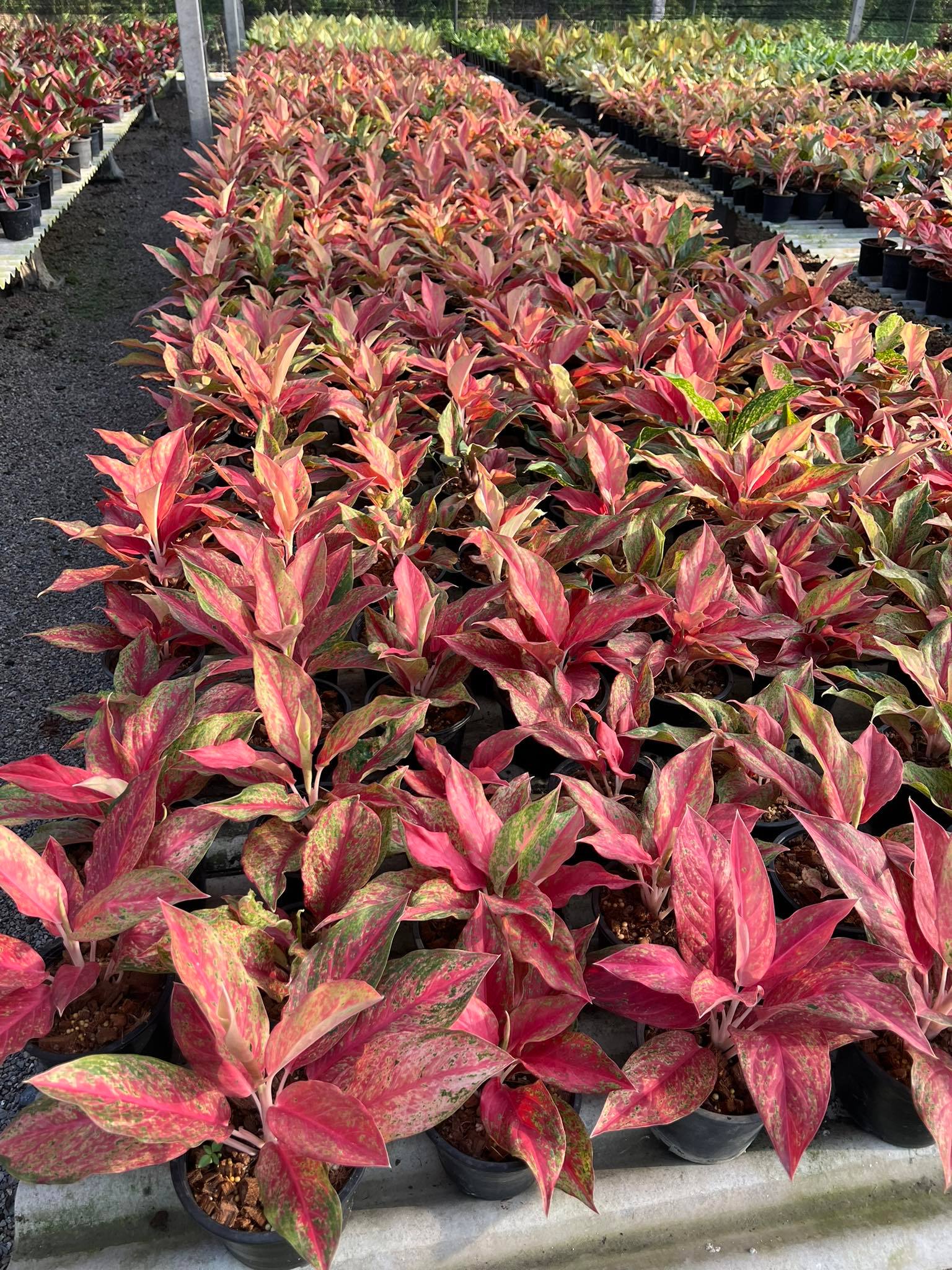 aglaonema plant moon Aglaonema Red Moon