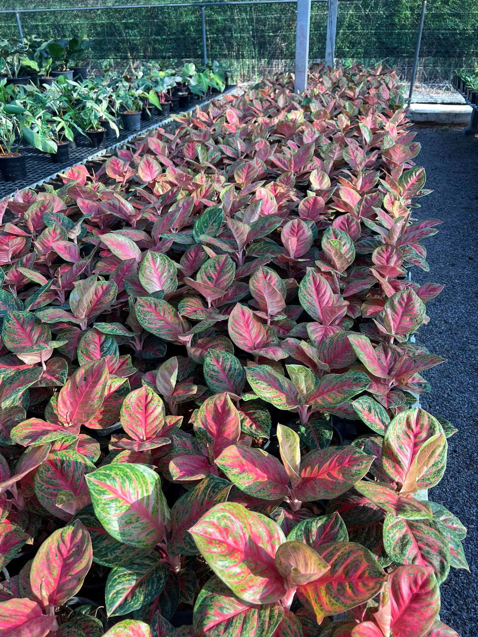 orange sombat aglaonema Aglaonmea Sombat Siam – Toltec Plants