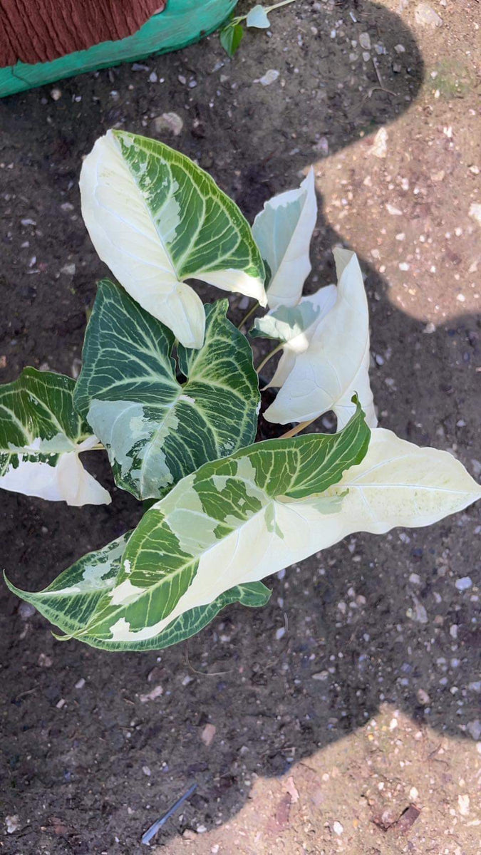 Syngonium Batik