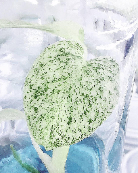 Monstera Mint TC