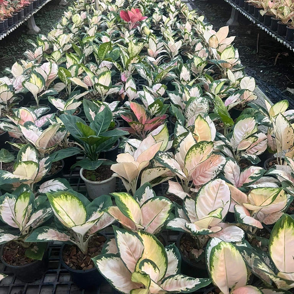 Aglaonema Neon