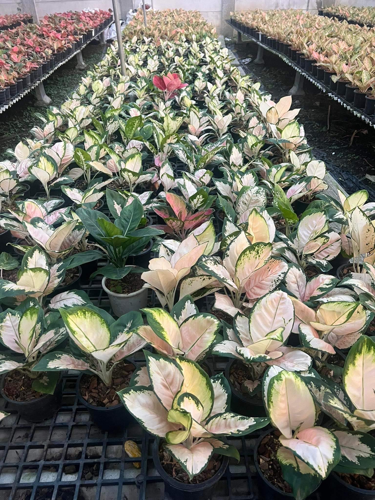 aglaonema nicole Aglaonema Neon – Toltec Plants
