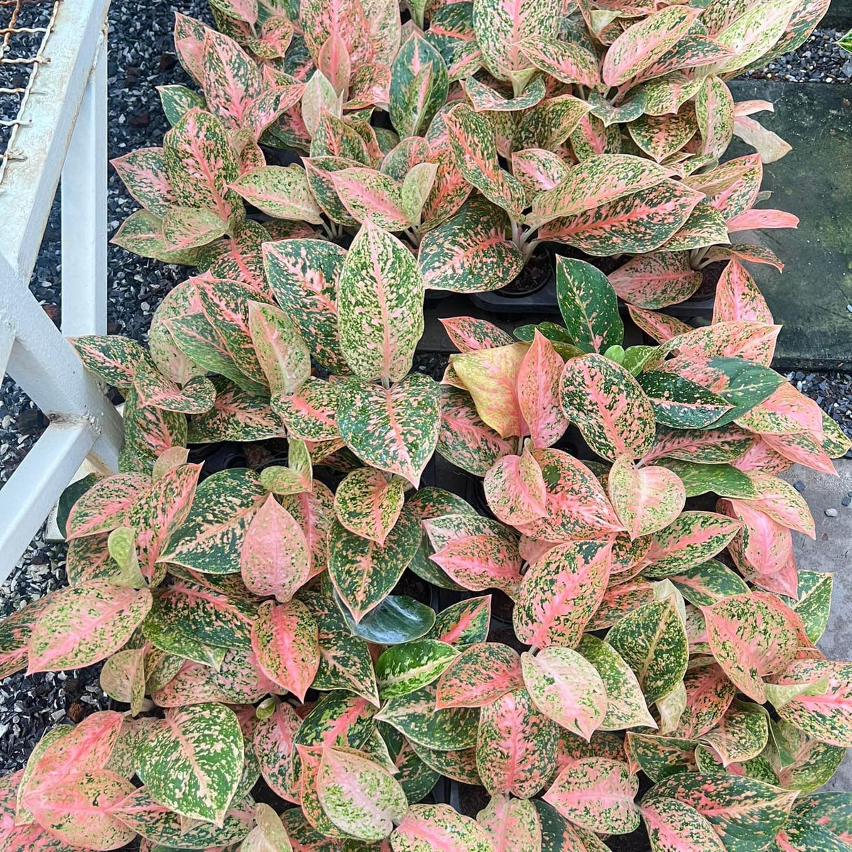 Aglaonema Orange Stardust