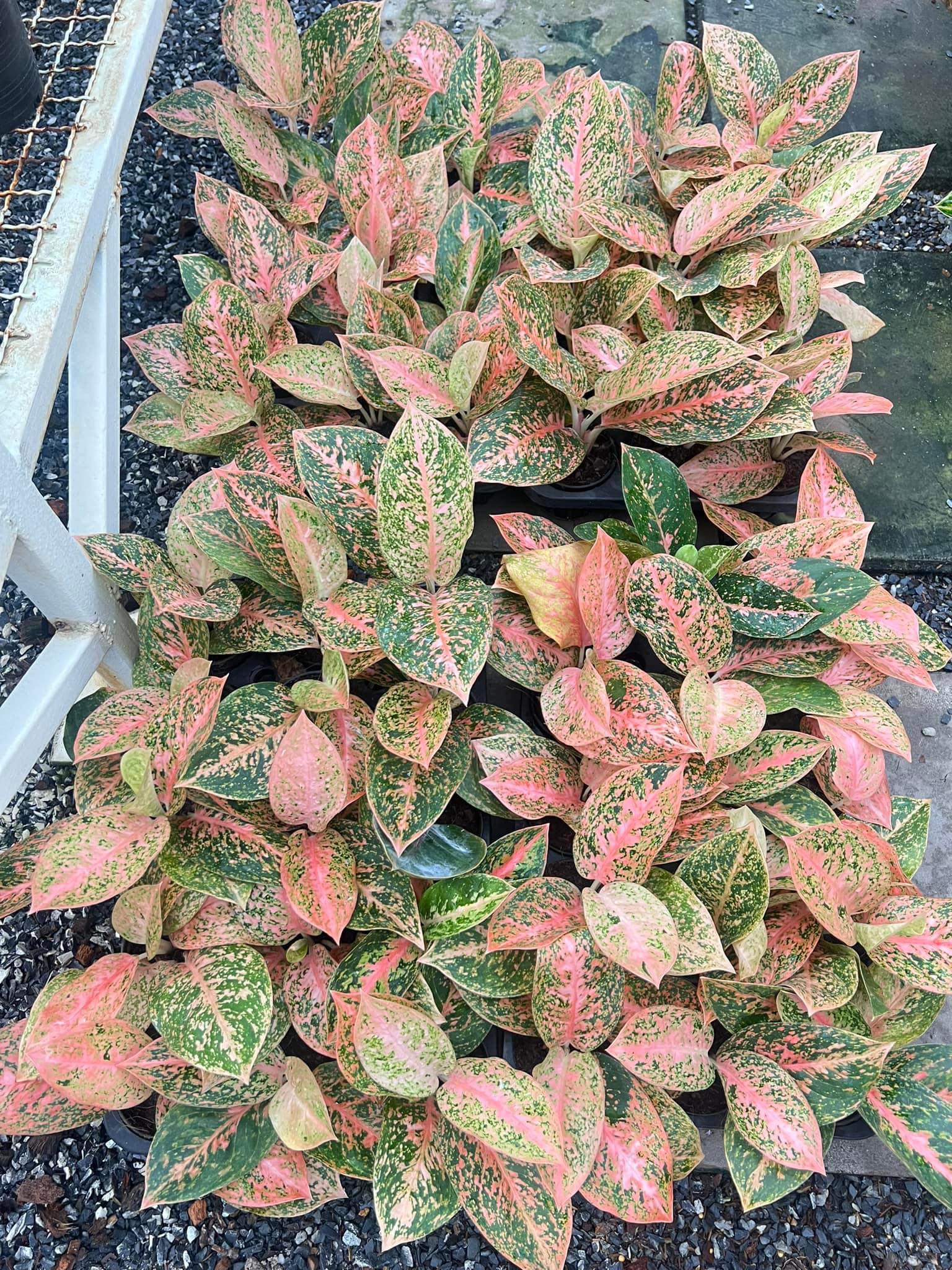 aglaonema orange star Aglaonema Orange Stardust
