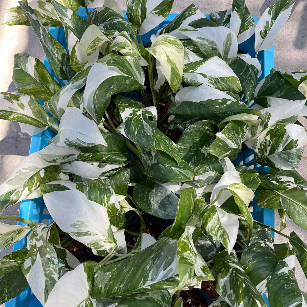 Monstera - Lechlerina - Variegated - Wholesale