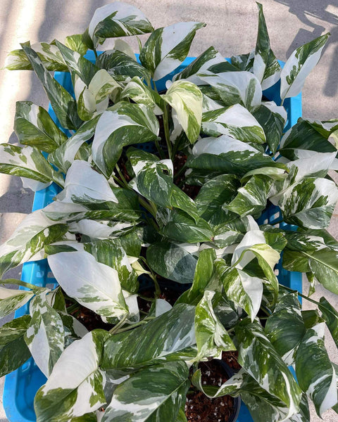 Monstera - Lechlerina - Variegated - Wholesale