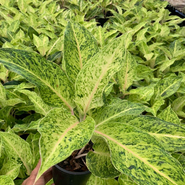 Aglaonema Sun Drop