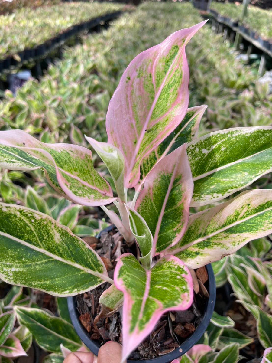 Aglaonema Pink
