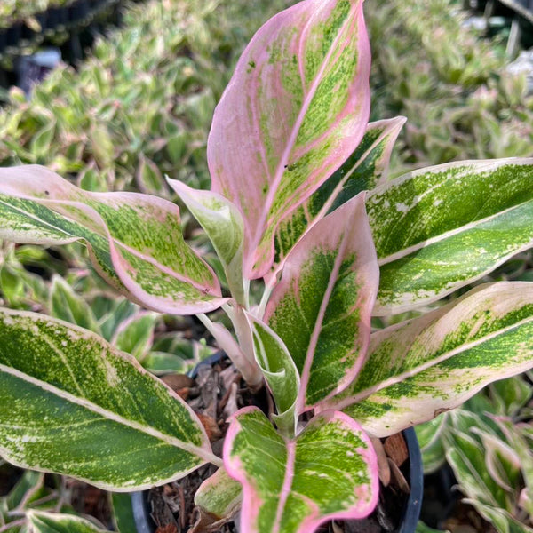 Aglaonema Pink