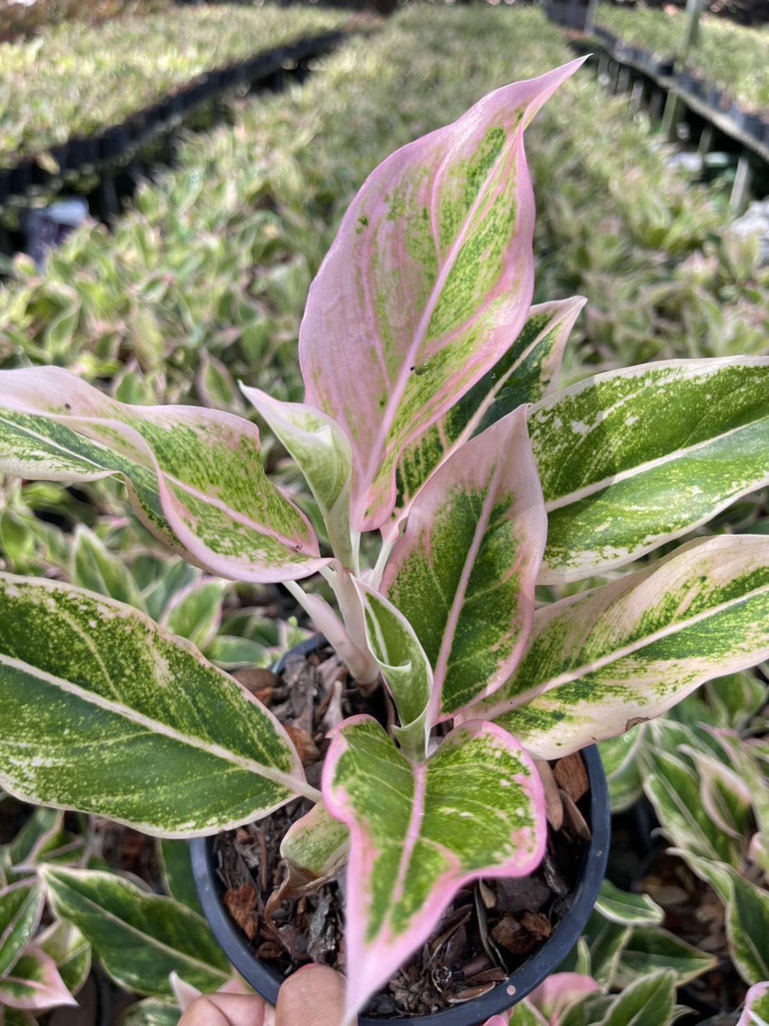 aglaonema aurora pink Aglaonema Pink