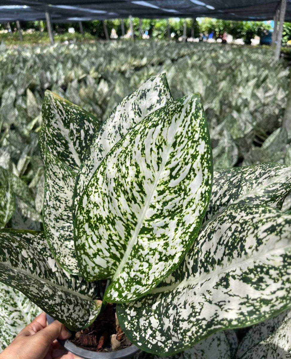 Aglaonema World Heritage