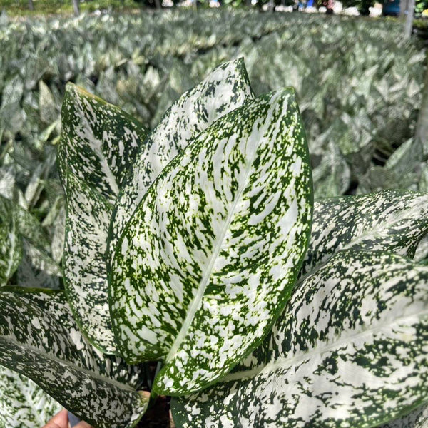 Aglaonema World Heritage