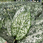 Aglaonema World Heritage