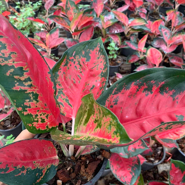 Aglaonema Suksom Jaipong