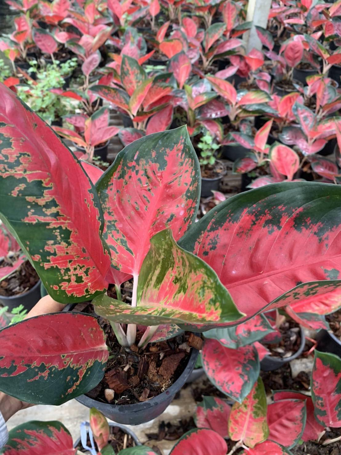 aglaonema suksom Aglaonema Suksom Jaipong