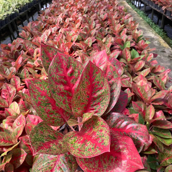 Aglaonema Red