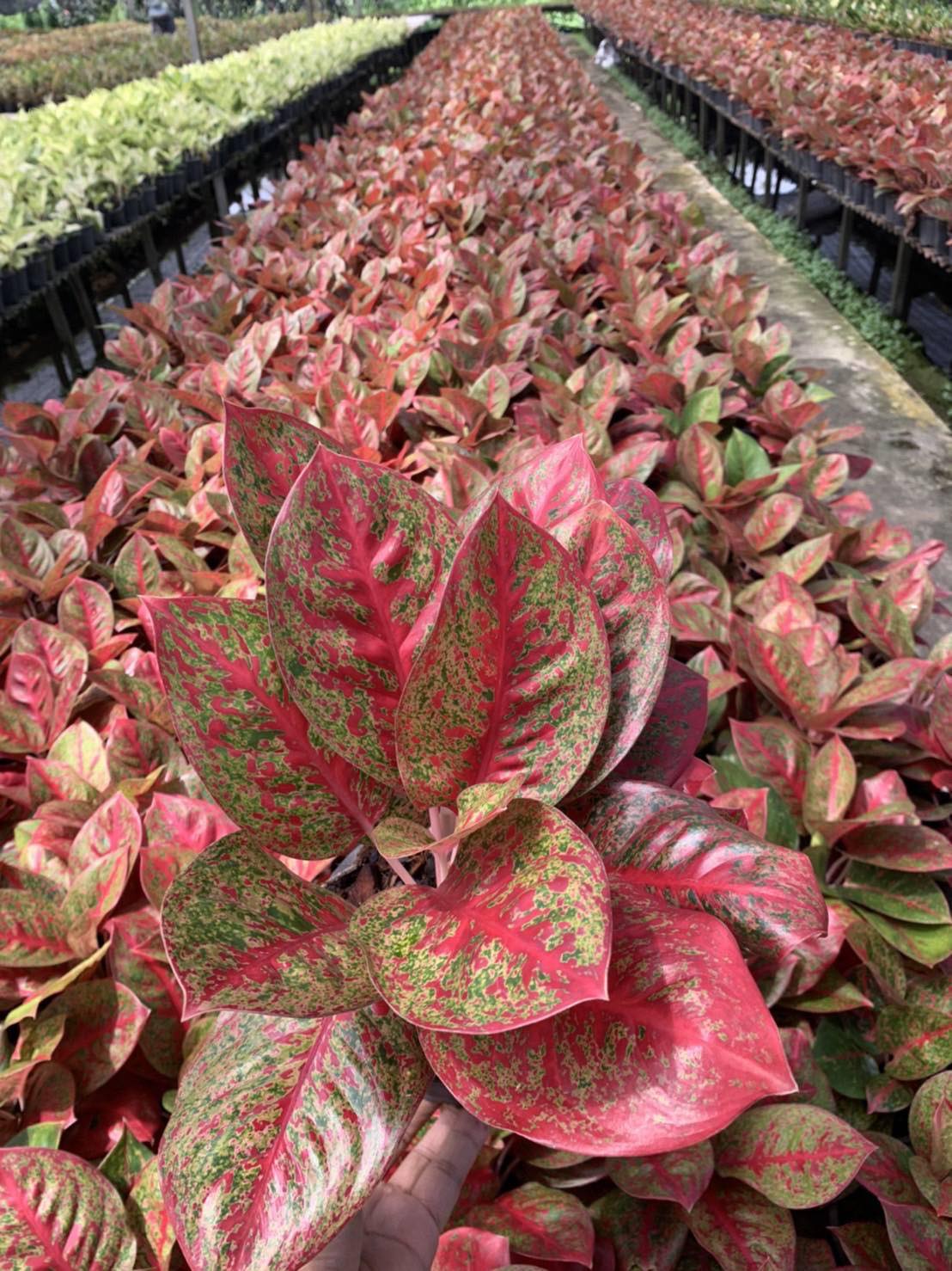 red aglaonema plant Aglaonema Red