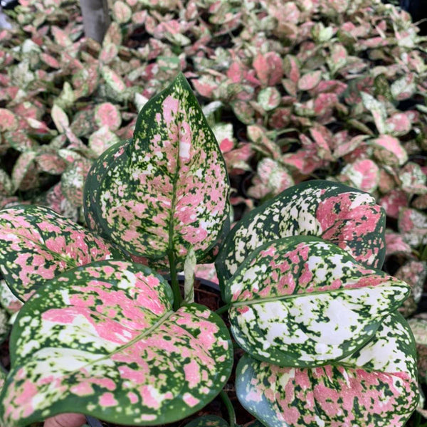 Aglaonema Tricolor