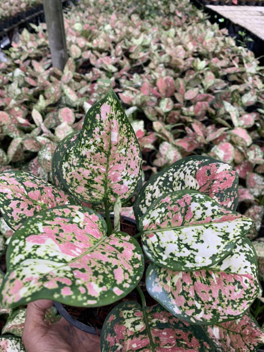 aglaonema max tricolor Aglaonema Tricolor