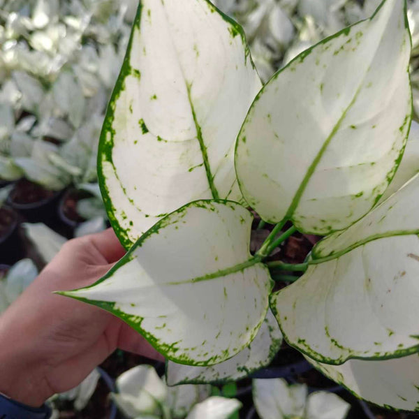 Aglaonema Super white