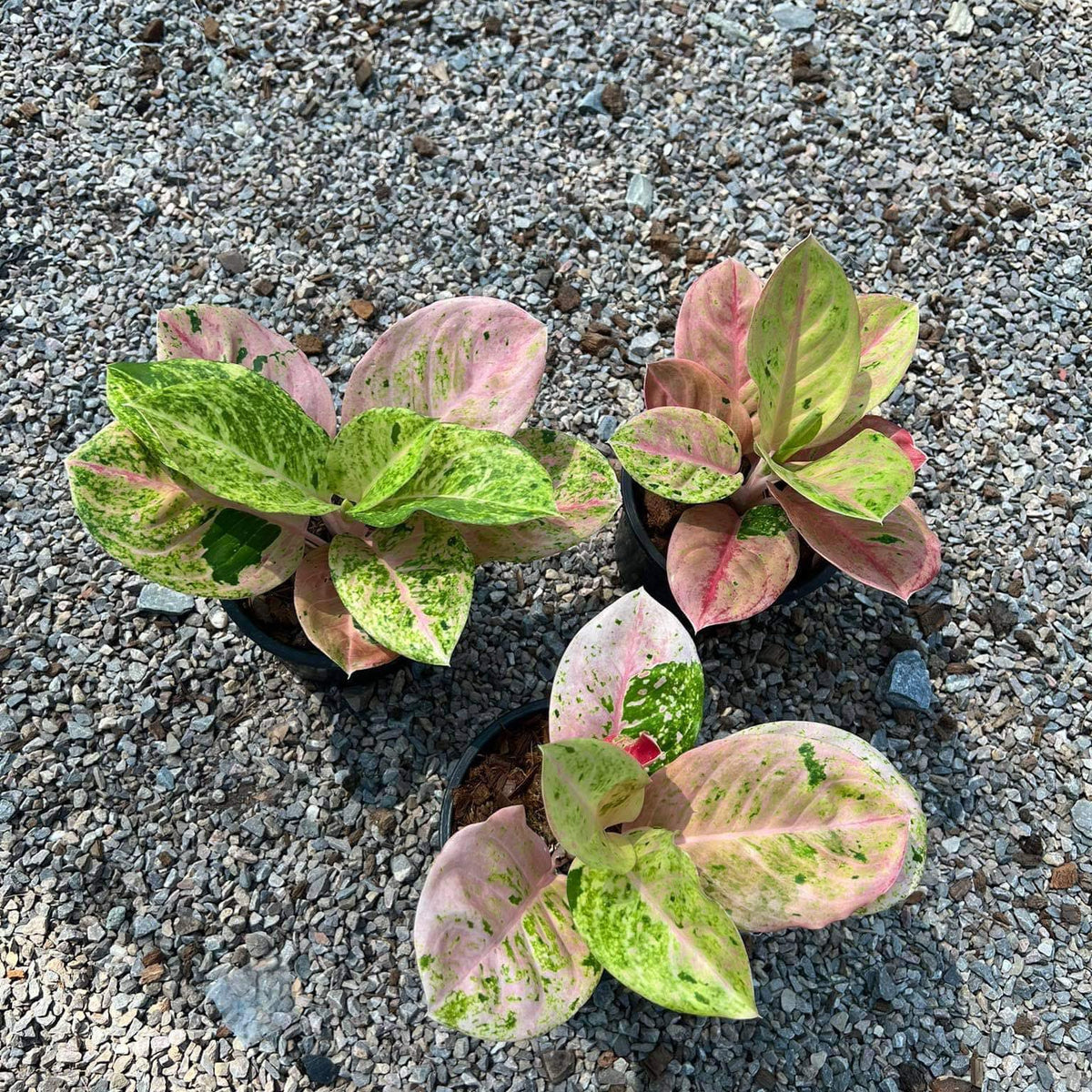 Aglaonema Rainbow Compact Variegated