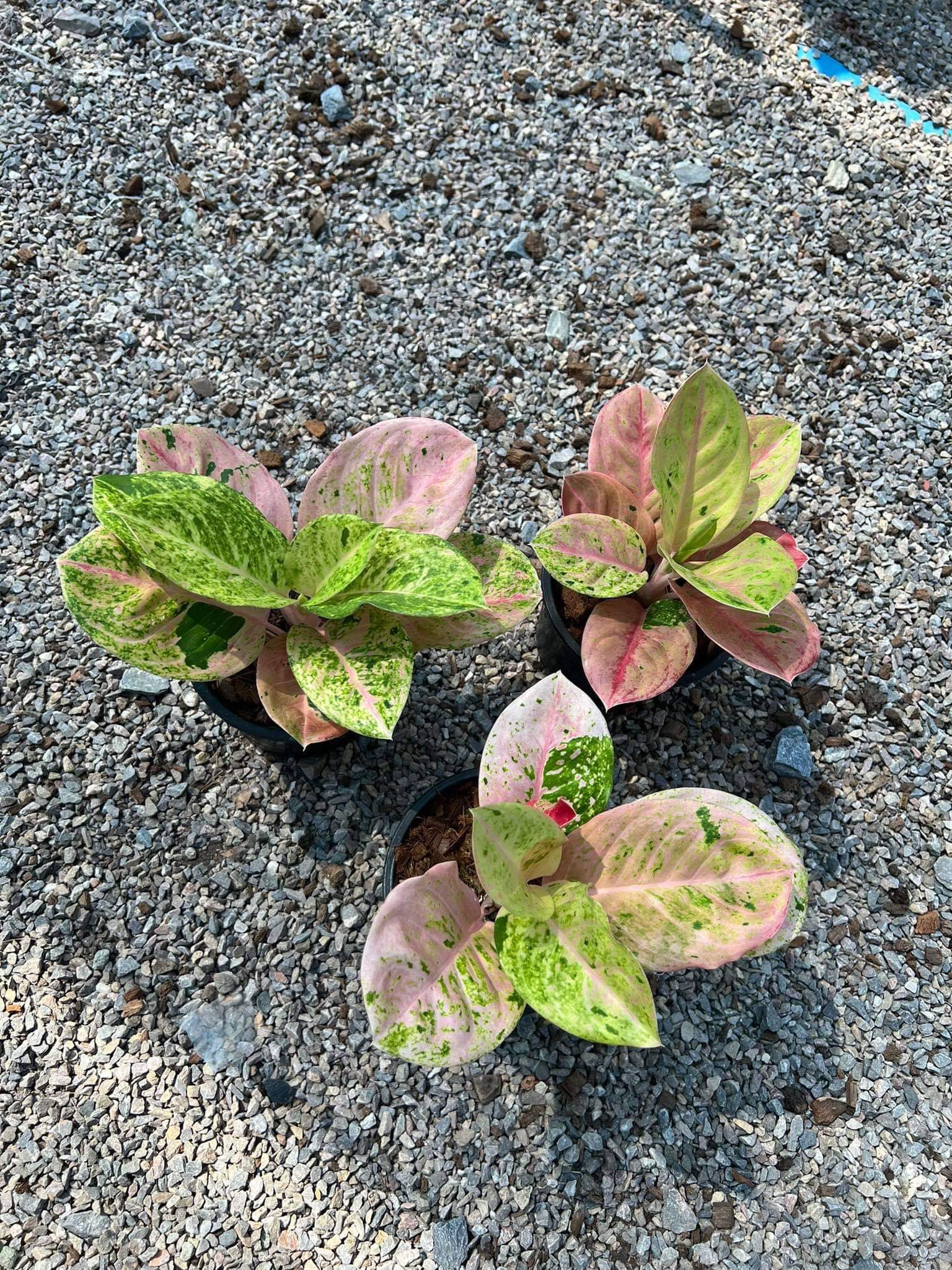 aglaonema rainbow Aglaonema Rainbow Compact Variegated