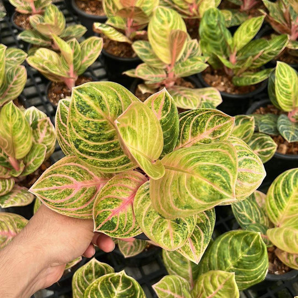 Aglaonema Siam Perfect