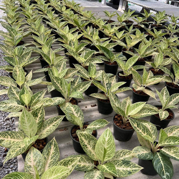 Aglaonema White Lagacy