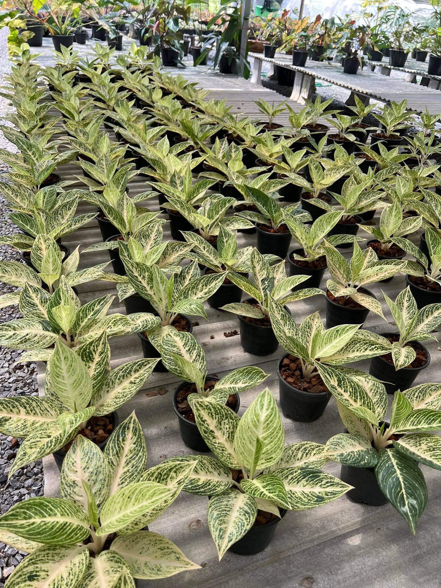 white aglaonema plant Aglaonema White Lagacy