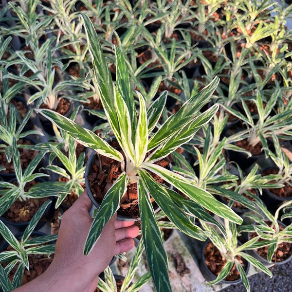 Aglaonema Bai Keaw