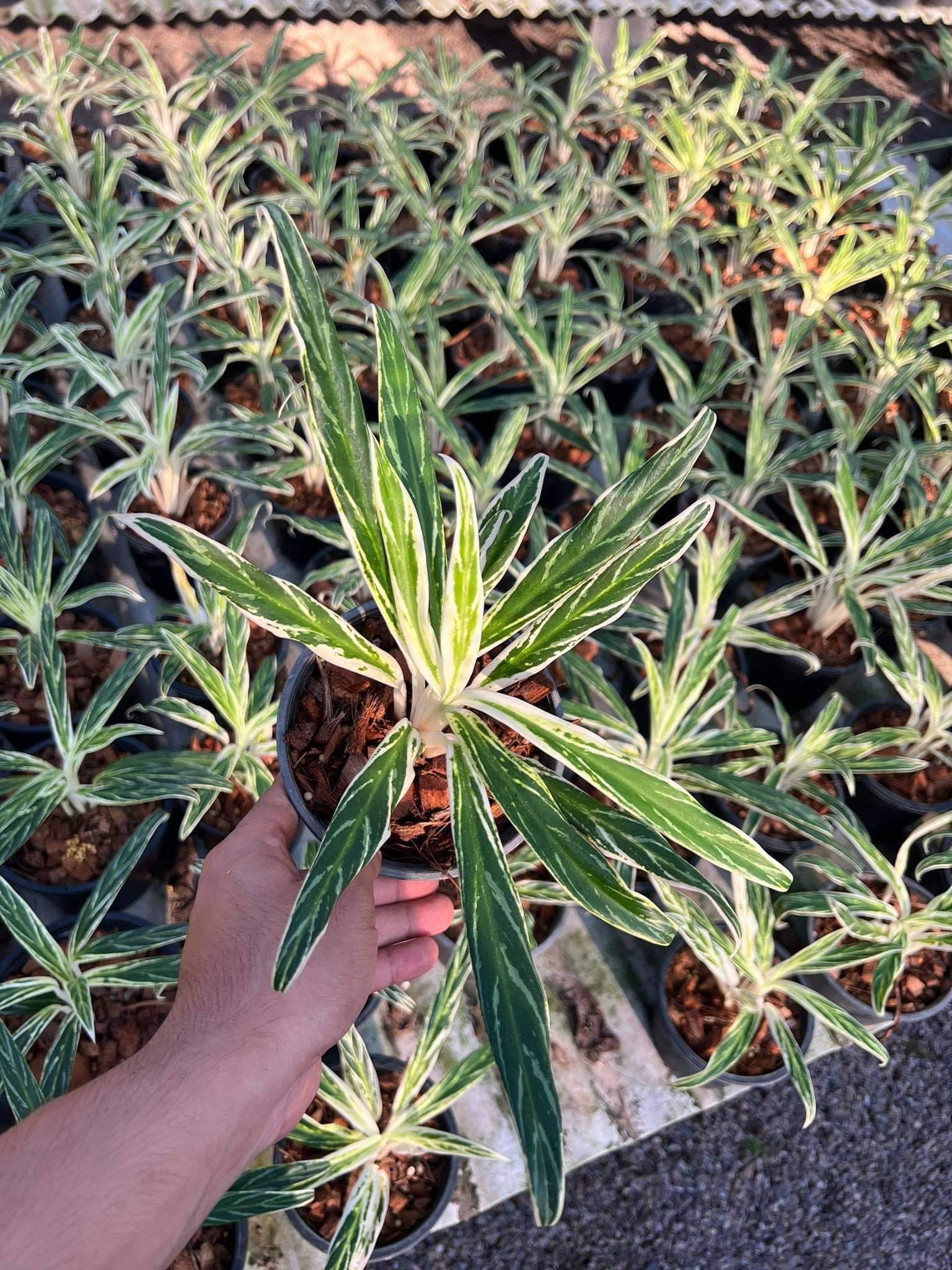 aglaonema bai kaw Aglaonema Bai Keaw