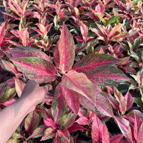 Aglaonema Red Moon