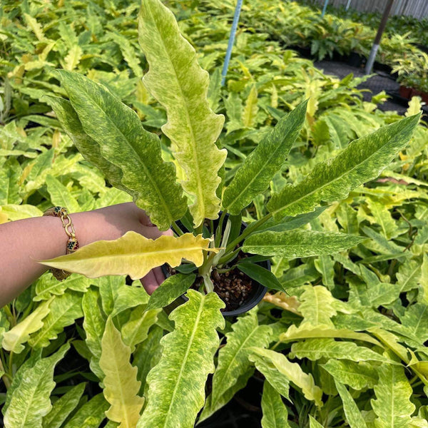 Philodendron Golden Crocodile