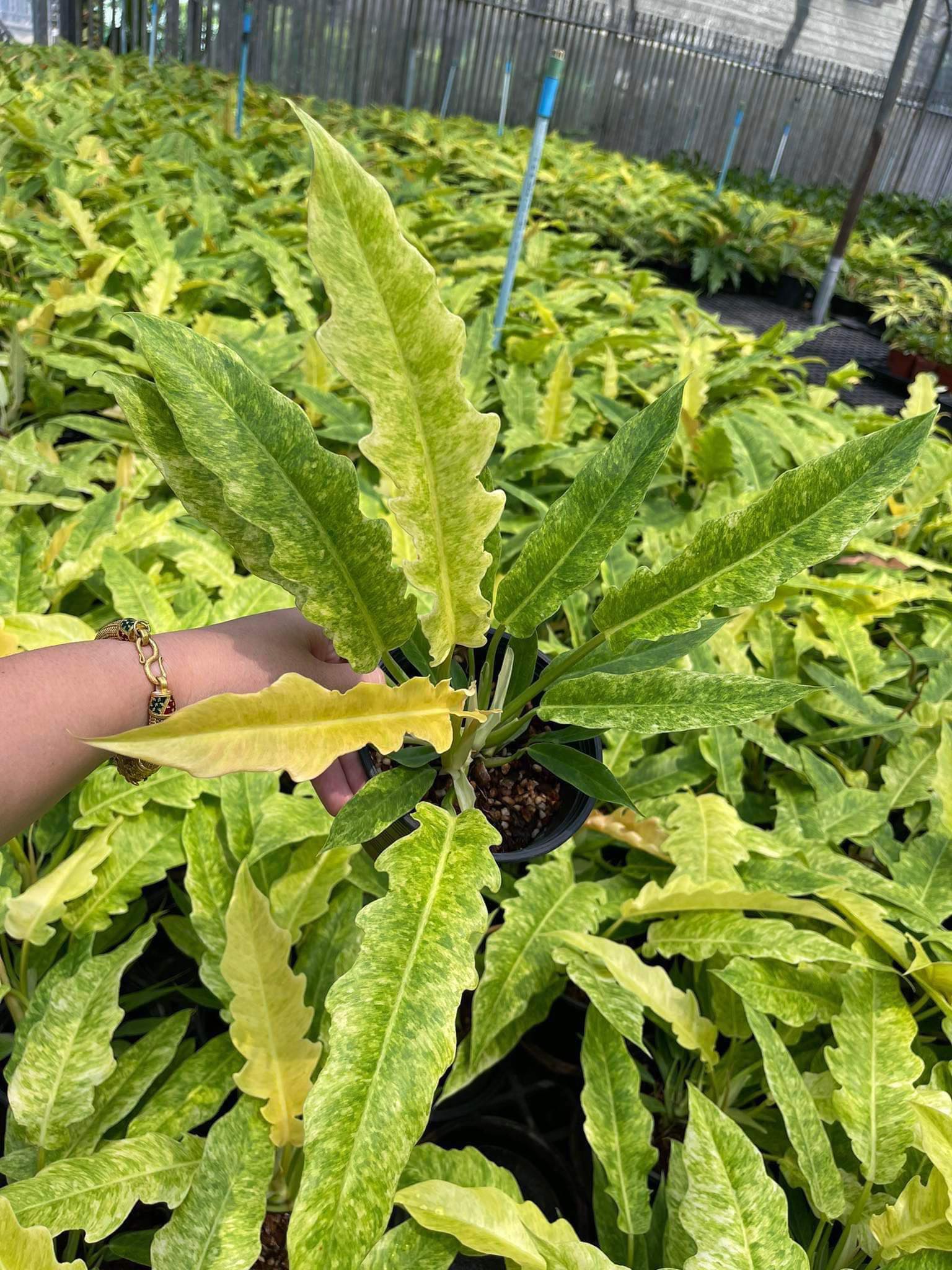 philodendron crocodile tail Philodendron Golden Crocodile – Toltec Plants