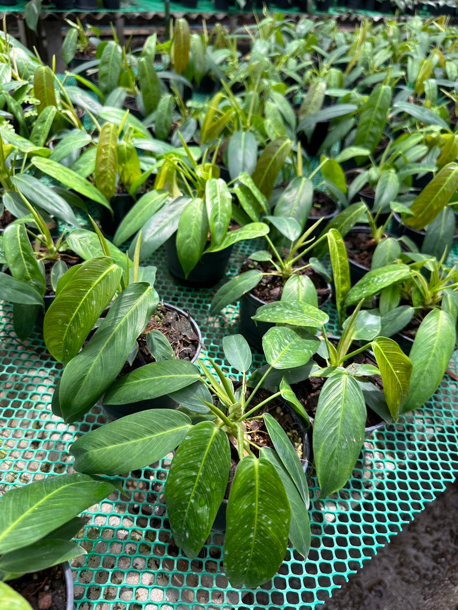 Philodendron Patriciae