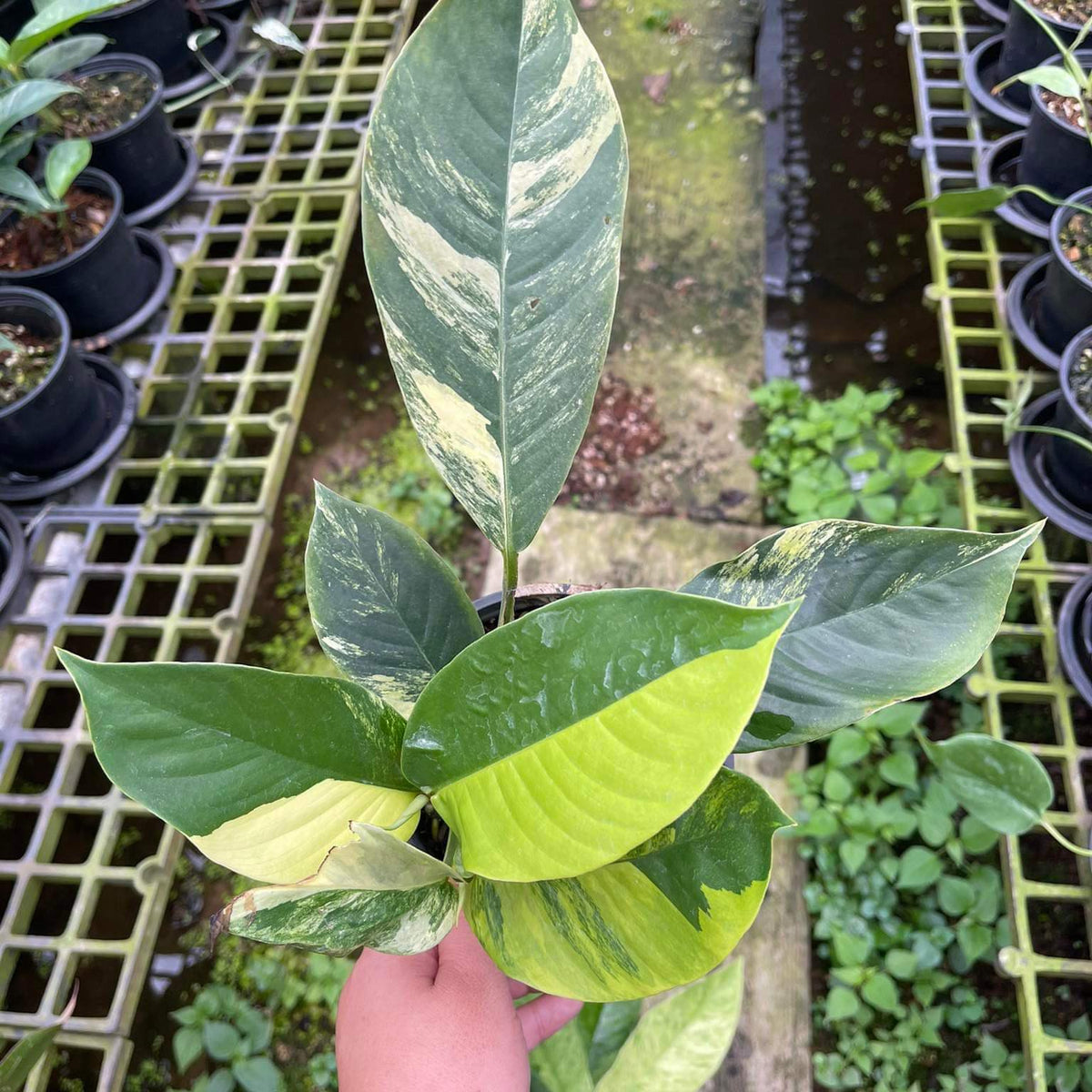 Rhaphidophora Foraminifera Aurea variegated